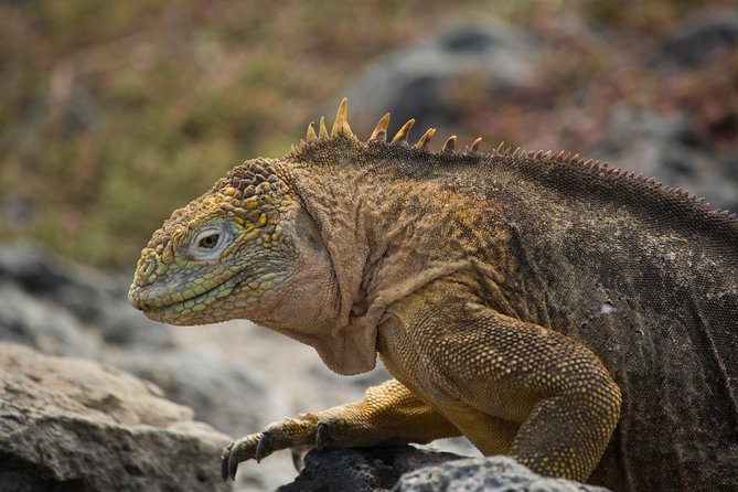 Day Trip to South Plaza Island From Puerto Ayora - Additional Information