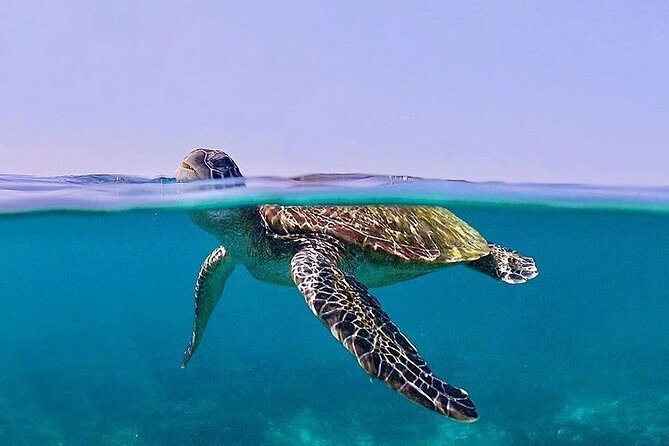 Daymaniyat Islands Snorkeling Half-Day Tour - Additional Information