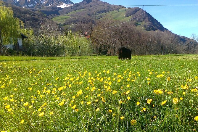 Delightful Deluxe Cheese and Wine Tasting From Lake Como - Naturalistic Outdoor Tour