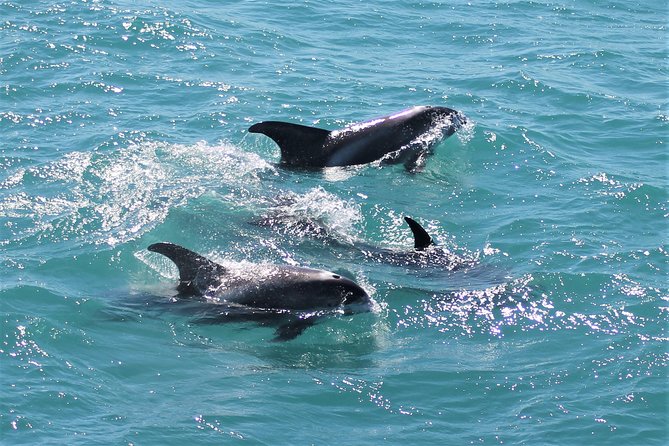 Deluxe Whale Watching and Whales of Iceland Exhibition Combo From Reykjavik - Accessibility and Recommendations
