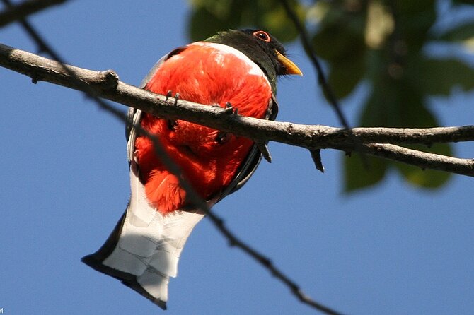 Desembocada and Ameca River Bird Paradise (Wetland and Tropical Birds in Pv) - Bird Species and Wildlife Sightings