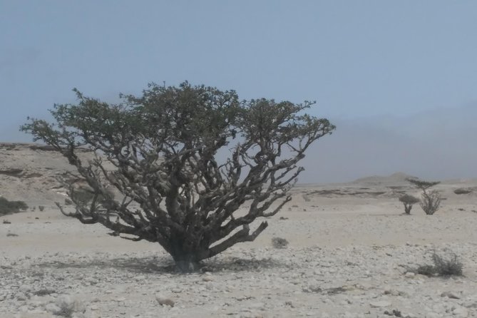 Desert Safari in the Rub Al Khali - Safety Considerations