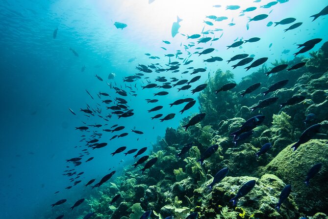 Discover Scuba Diving in Roatan at Upachaya With Private Transfer - Comprehensive Scuba Equipment Provided