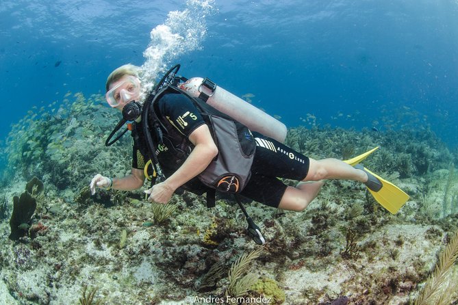 Discover Scuba ,Musa and Manchones Reef Dive Without License - Reviews and Booking Information