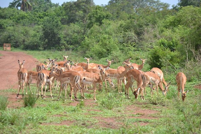 Discover the Beauty of Rwanda in 12Days - Experiencing the Charm of Lake Kivu