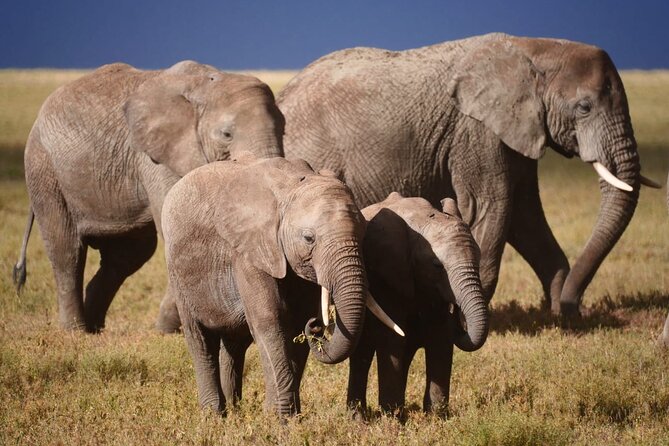 Discover the Group Joining for 5-Day Tanzania Safari in 2025 - Camping on the Savannah