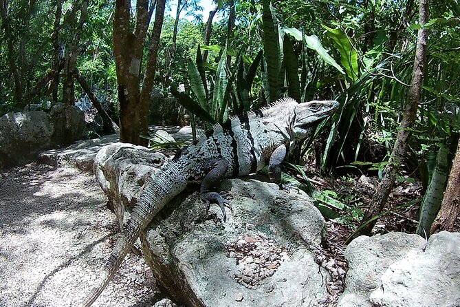 Discovery Tsonoti in Day of Non Touristic Cenotes - Visiting the Cenotes