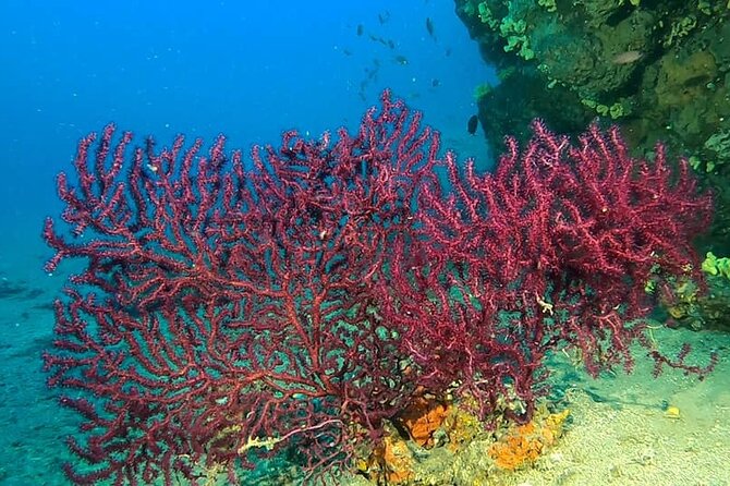 Diving Experience in Polignano a Mare With Certification - Activity Logistics