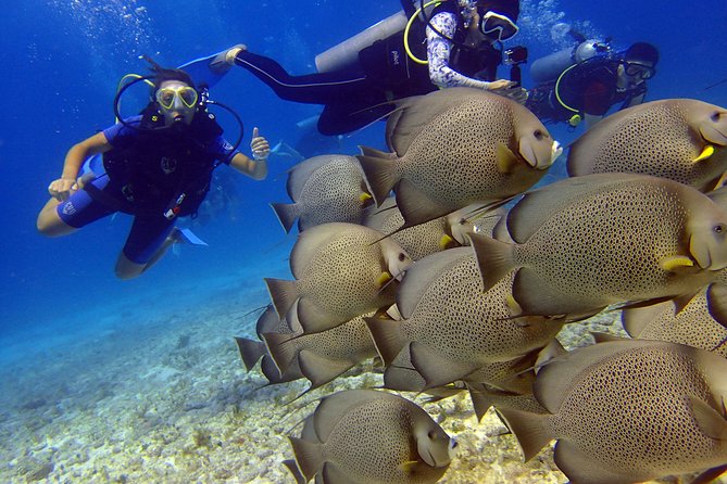 Diving in the Mexican Caribbean for Beginners | 2 Tanks 2 Dives | All Inclusive - Instructor Experience and Reviews