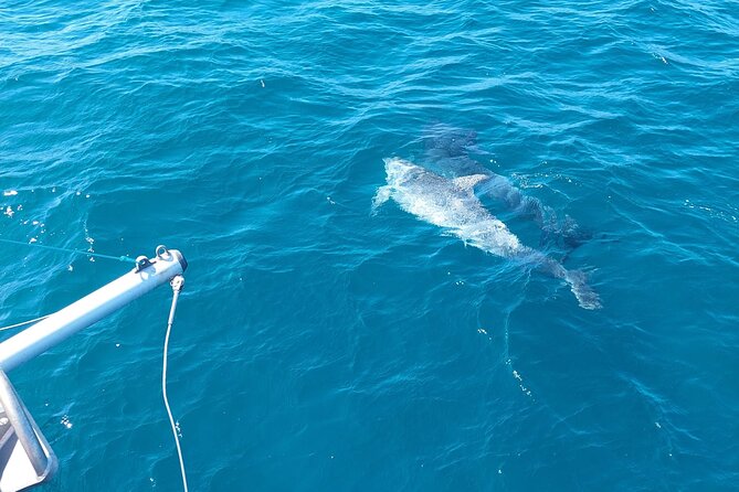 Dolphin Trips on a Catamaran - Traveler Reviews and Feedback