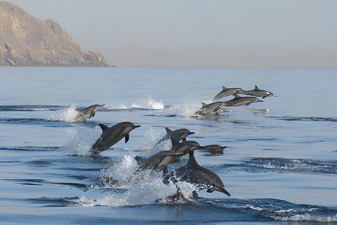 Dolphin Watching and Snorkeling Activity in Muscat - Accessibility and Group Size