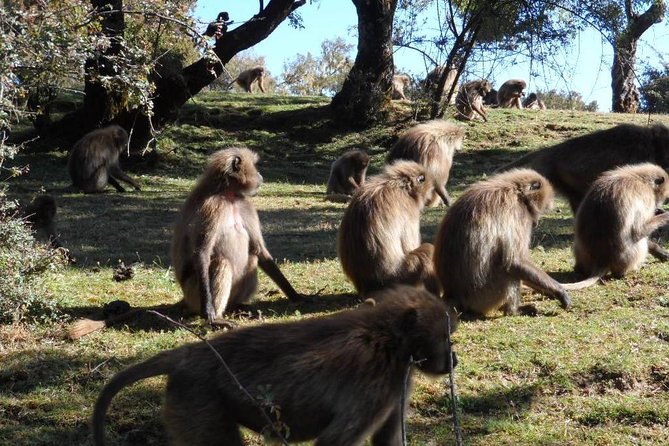 Drive to Portuguese Bridge (110km From Addis Ababa) - Pricing and Inclusions
