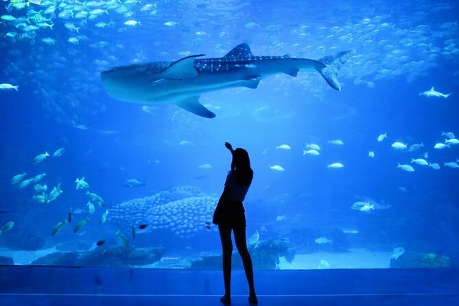 Dubai Aquarium And Underwater Zoo Tickets At Dubai Mall - Operating Hours Information