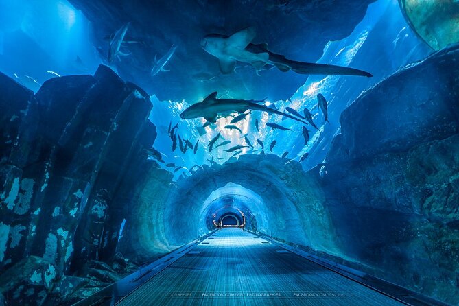Dubai Aquarium and Underwater Zoo With Penguin Cove Tickets. - Pricing Details