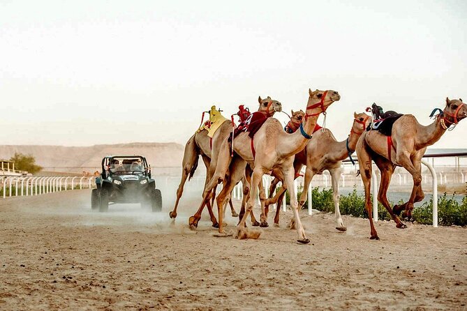 Dubai Royal Camel Race With Prime Seats & Short Camel Ride - Race Day Schedule