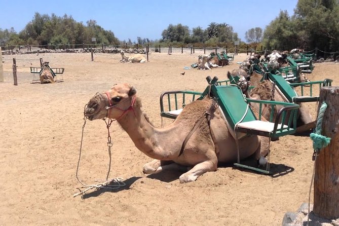 E-Bike City Tour Optional Camel Safari on the Maspalomas Dunes - Requirements and Restrictions