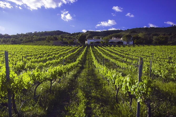 E-Bike (Self-Guided) & Winery Tour - 20KM Easy - Meeting and Pickup