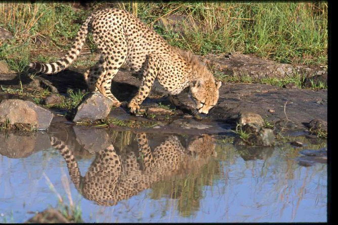 Early Morning Half Day Mini Safari To Nairobi National Park - Pickup and Transportation Details