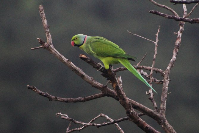 Ebony Forest Reserve Chamarel: Endemic Birdwatching Guided Tour - Guided Tour Experience
