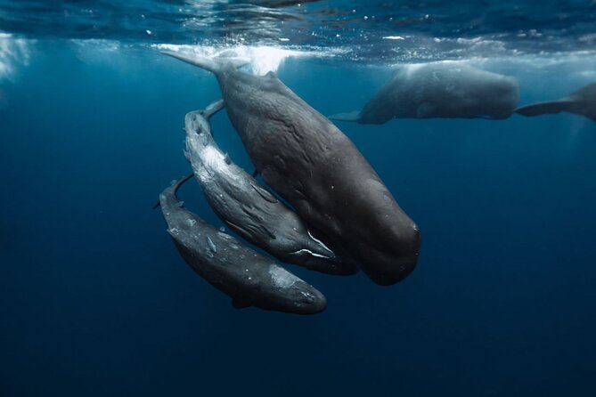 Eco-friendly Dolphin Watching Tour in Mauritius - Snorkeling Equipment
