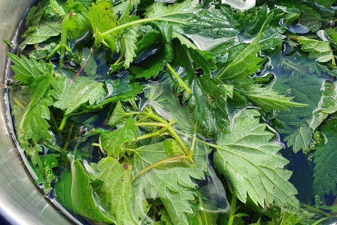Eco-Printing on Paper Natural Dye Taster Workshop - Workshop Schedule