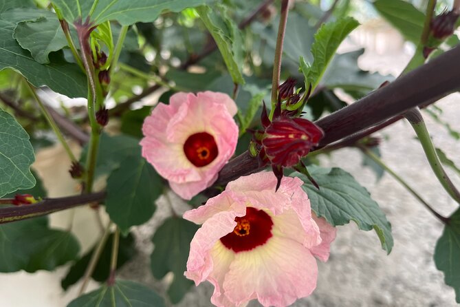 Edible Hibiscus Guided Farm Tour (Big Island) - Tasting Hibiscus Products