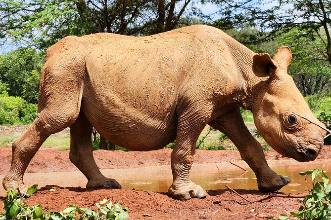 Elephant Orphanage, Giraffe Centre& Optional Nairobi Nationalpark - Private Transportation Convenience