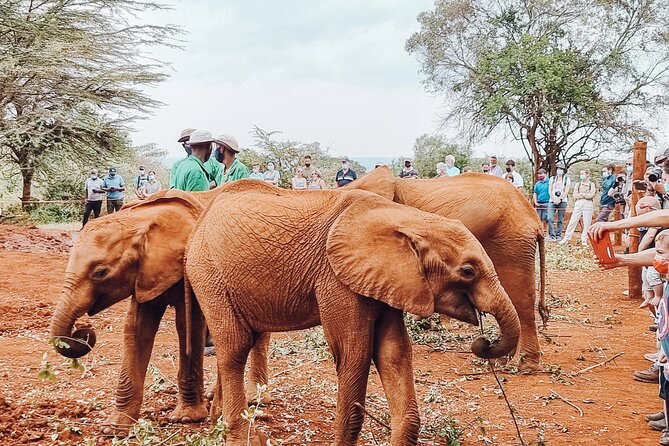 Elephant Orphanage Ticket With Pick up and Drop off - Pickup and Drop-off Services