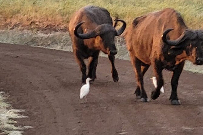 Elephant Orphanage,Nairobi National Park and Giraffe Center Tour. - Accessibility Features
