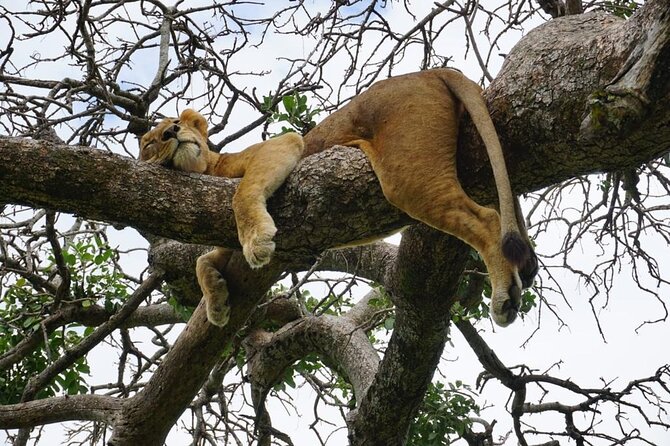 Elephant Safari Tanzania 4 Days **Sustainable Approach to Travel - Sustainable Lodging and Dining