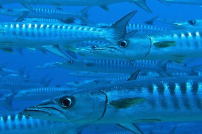 Set out on a Professional and Passionate Scuba Diving Adventure! - Accessibility and Additional Info