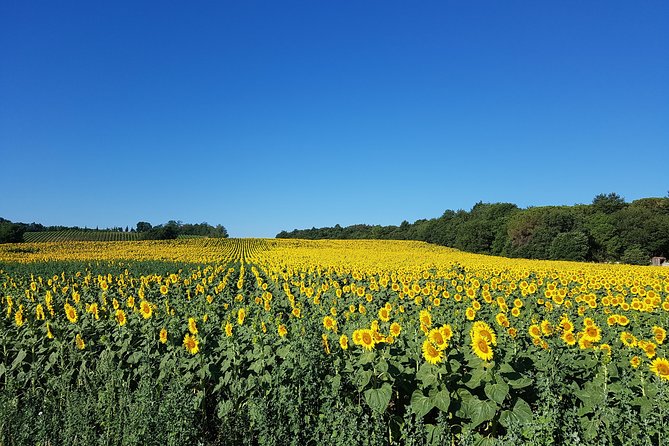 Enjoy a Meal With Wine Tasting in the Vineyard of Podere Casanova - Overall Experience Reviews
