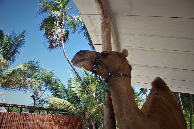 ENJOY UNIQUE CAMEL RIDE in Puerto Morelos With Transportation - Health and Safety Restrictions