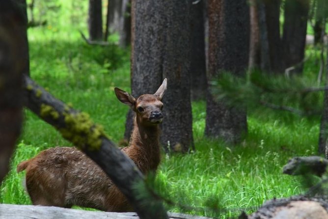 Exclusive Private Yellowstone Excursion: Discover the Upper Loop - Customer Reviews and Experiences