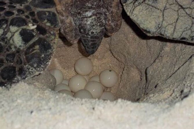 Experience With Sea Turtles in Boavista - Frequently Asked Questions