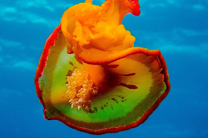 Exploration Dives for Experienced Divers - Experienced Diver Requirements