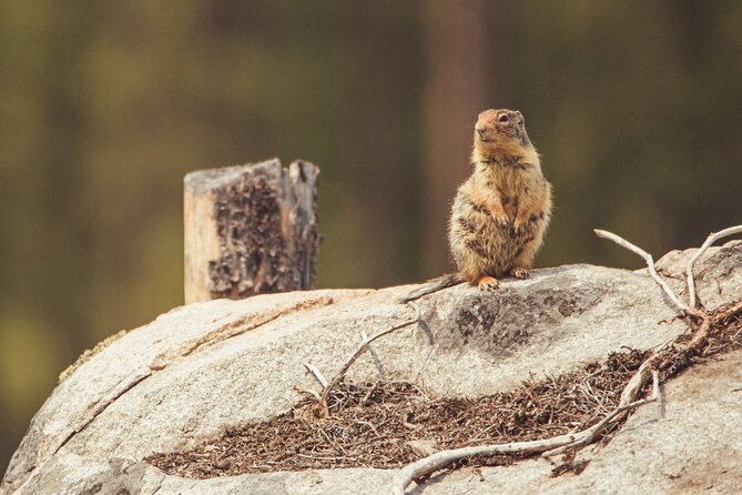Explore and Learn the Natural Wonders of Summerland - Additional Information