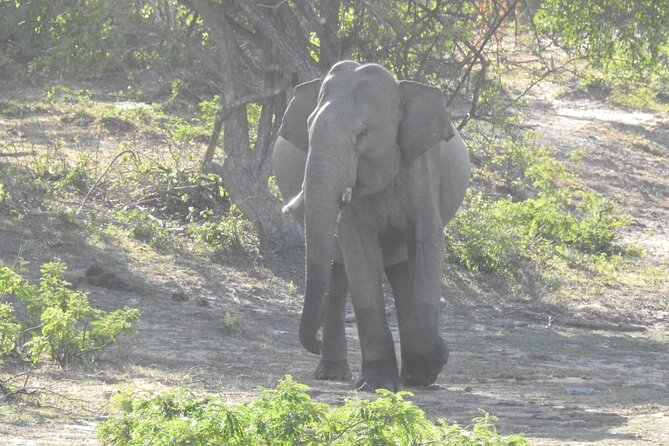 Explore Beauty Of Yala (Ruhuna) National Park From South Coast in One Day. - Safari Inclusions and Amenities