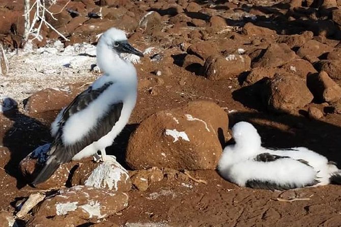 Explore San Cristobal & Santa Cruz Galapagos Islands - 5 Days - Birdwatching and Wildlife Viewing