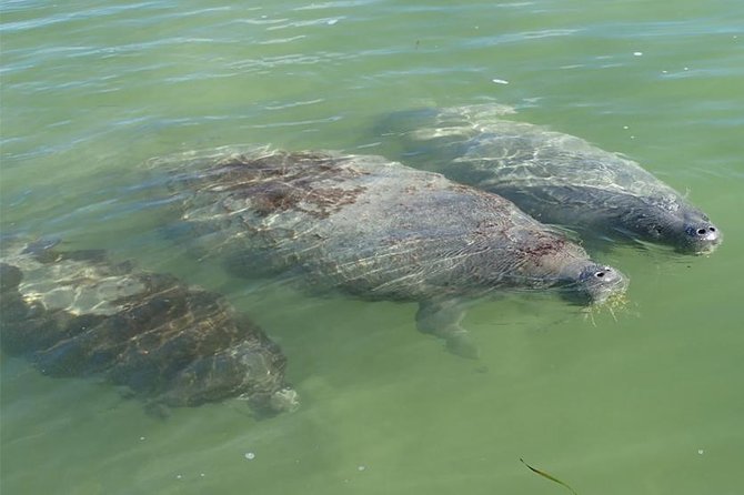 Explore the Mangrove Creeks With an ALL Day Tandem Kayak Rental - Rental Equipment Provided