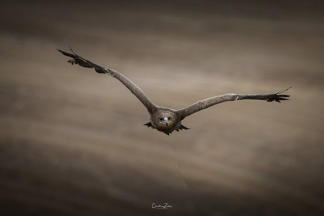 Falconry Experience in Tuscany - Expectations for the Activity