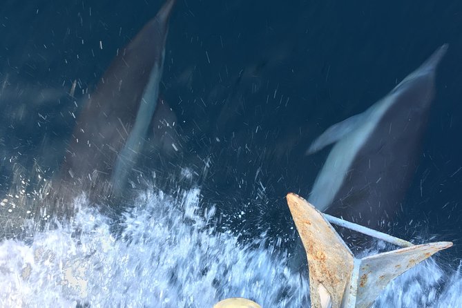 Family and Private Group Whale and Dolphin Watching - Pricing and Cancellation Policy