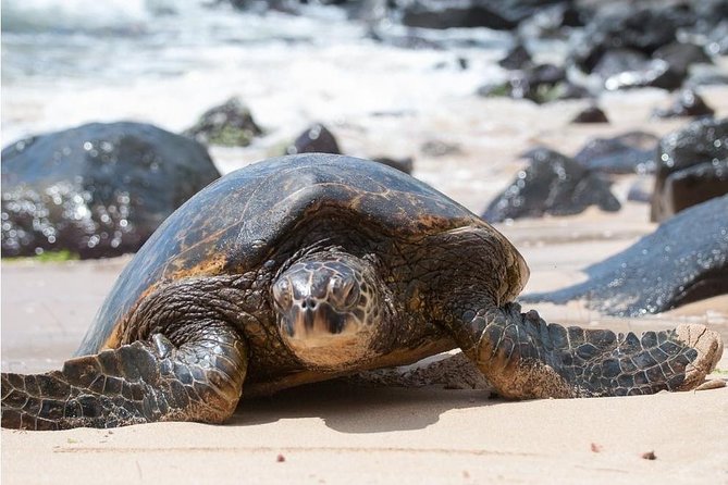 Family-Friendly Private Circle Island Tour of Oahu - Pickup Locations and Logistics