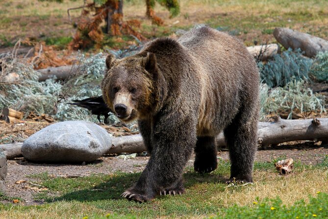Family Friendly Private Tour at Yellowstone National Park W/Lunch - Pickup and Meeting Information