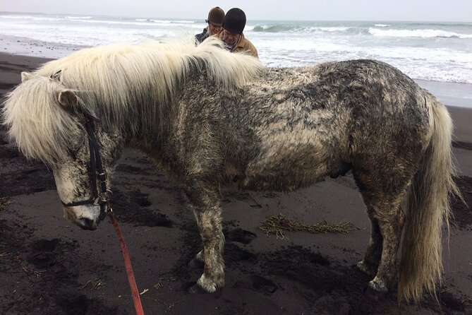 Family Horse Riding Tour in Thorlakshofn - Traveler Feedback