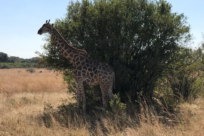 Five-Day Hwange NP, Chobe NP and Victoria Falls Combo - Transportation Details