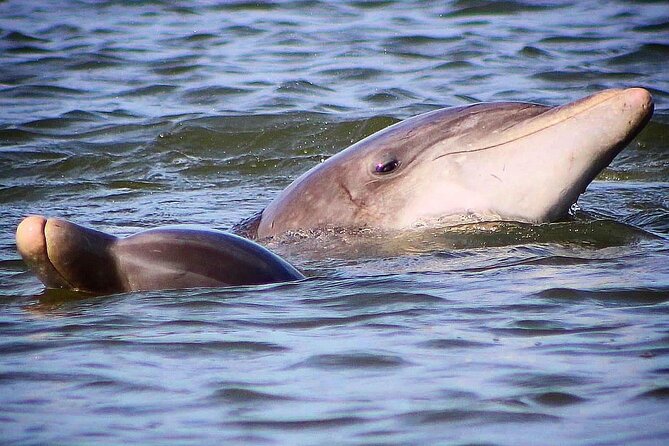 Folly Beach Dolphin Viewing Boat Excursion and Estuary Tour - Exploring the Local Wildlife