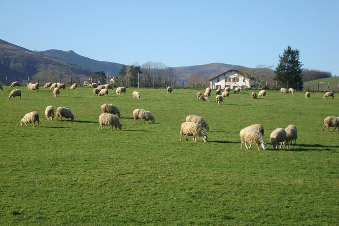 French Basque Countryside Private Tour - Traveler Information and Accessibility