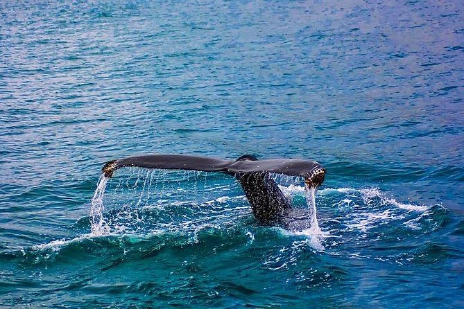 From Cape Town :Cape Agulhas &Whale Watching Tour in Hermanus - Pricing and Availability