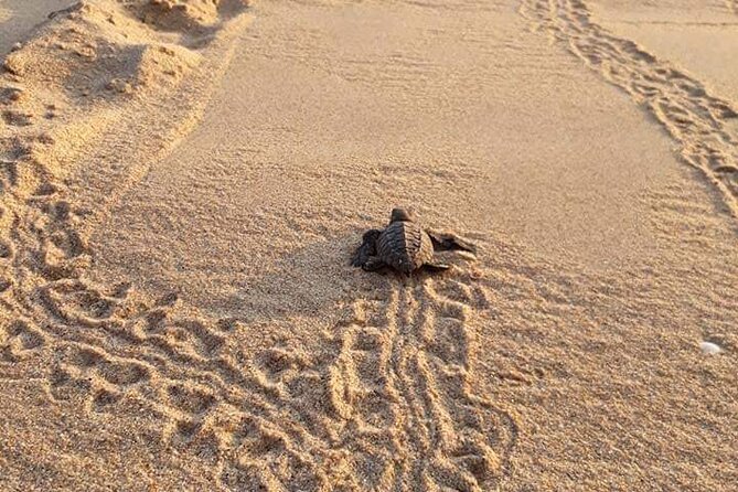 From Huatulco: Turtle Release & Bioluminescence - Itinerary and Activities